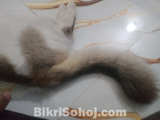 পার্সিয়ান ক্রস বিড়াল